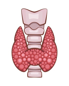 Thyroid Gland Isolated. Human internal organ. Anatomical Illustration. Science, medicine, biology education. Anatomical structure for medical info learning vector