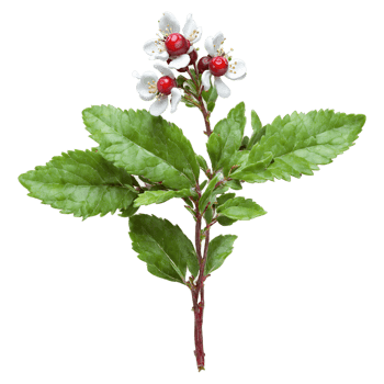Cowberry Bush low growing shrub with small glossy leaves and red berry like fruits Vaccinium png