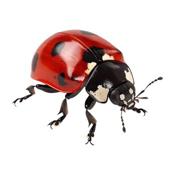 Ladybug on Transparent Background png