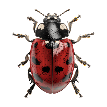 Ladybug on Transparent Background png