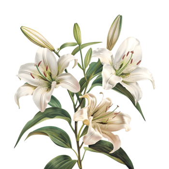 Madonna Lily Flower on Transparent Background png