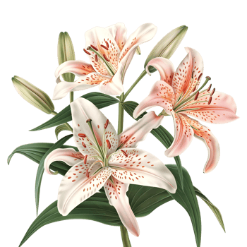 Madonna Lily Flower on Transparent Background png
