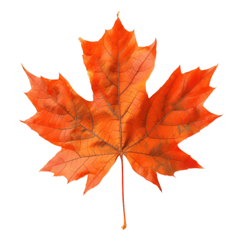 Autumn Maple Leaf on Transparent Background png
