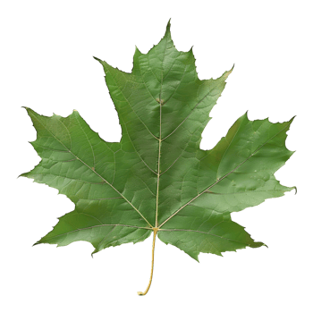 Autumn Maple Leaf on Transparent Background png