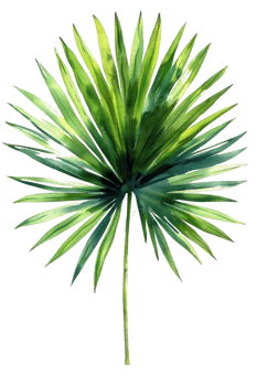 Palm Leaf, Watercolor tropical Border, watercolor illustration, png
