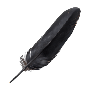 Timeless Elegance Quill Feather Variety png