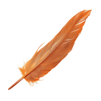 Quill Feather Isolation Diverse Stock Options png
