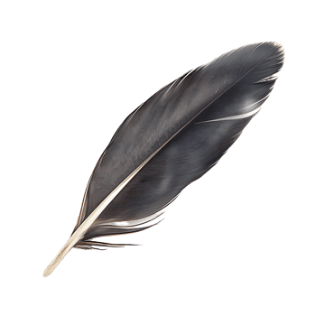 Enhance Your Projects with Quill Feather Cut Outs png