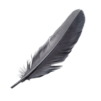Detail Oriented Quill Feather Premium Stock Photos png