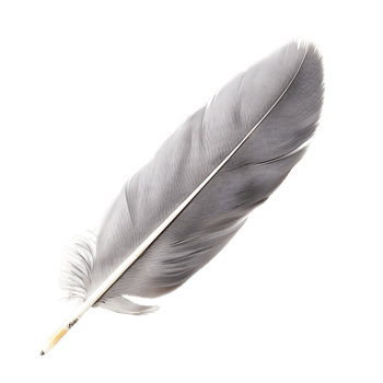 Seamless Quill Feather Cut Outs Stock Assortment png