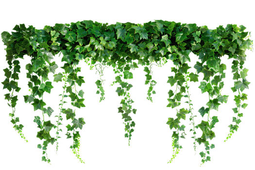 Lush Green Ivy Hanging Downward. png