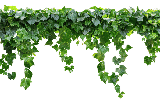Lush Green Ivy Hanging Downward. png