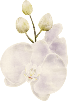 Orchid flowers watercolor illustration png