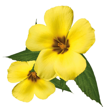 Golden Trumpet flower transparent background png