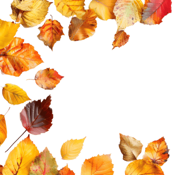 Autumn Leaves Border on Transparent Background png