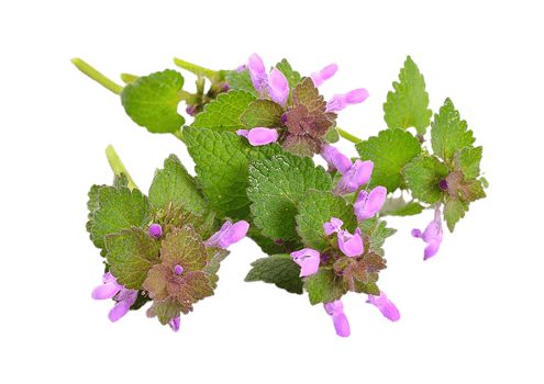 Lamium flower transparent background png