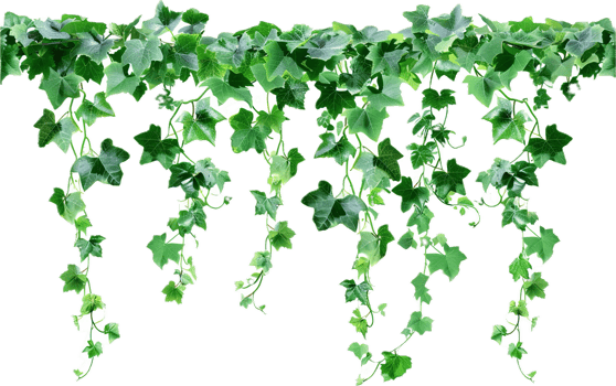 Lush Hanging Ivy Vines. png