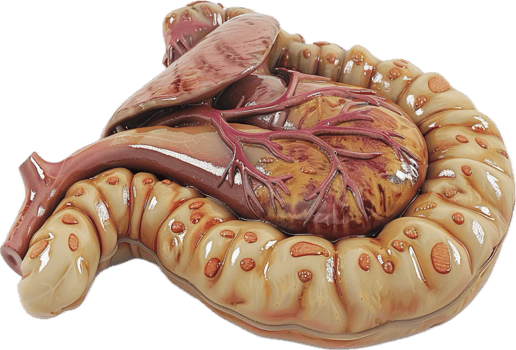 Detailed Colon Anatomy with Blood Vessels. png