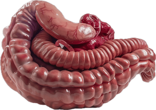 Detailed Colon Anatomy with Blood Vessels. png