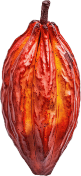 Ripe Yellow Cacao Pod Close-Up. png