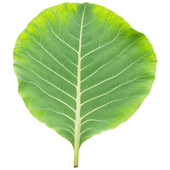 Elephant ear leaf massive arrow shaped leaf with prominent veins and slightly wavy edges Colocasia png