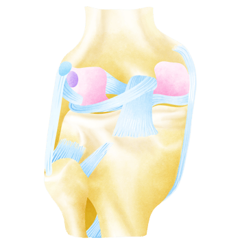Left knee joint from behind and showing interior ligaments png