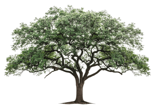 A large tree with green leaves and a brown trunk - stock .. png