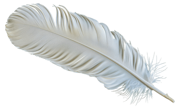 A white feather is shown in a close up - stock .. png