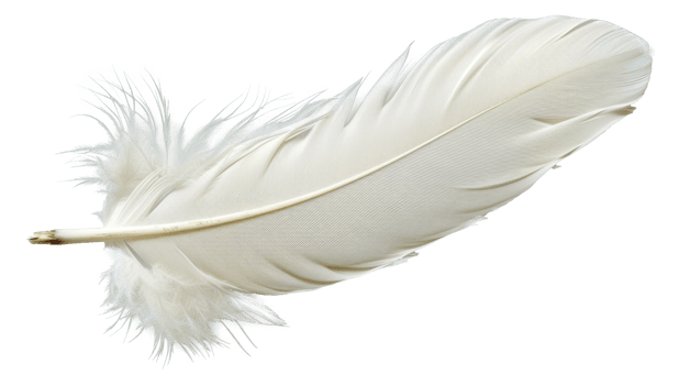 A white feather with a brown tip - stock .. png