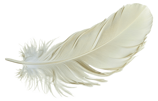 A feather is shown in white and black - stock .. png