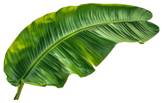 A leafy green plant with a long stem - stock .. png