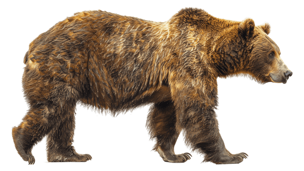 A bear walking - stock .. png