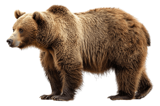 A large brown bear stands - stock .. png