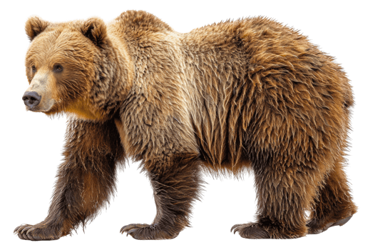 A brown bear with a wet coat walks across - stock .. png