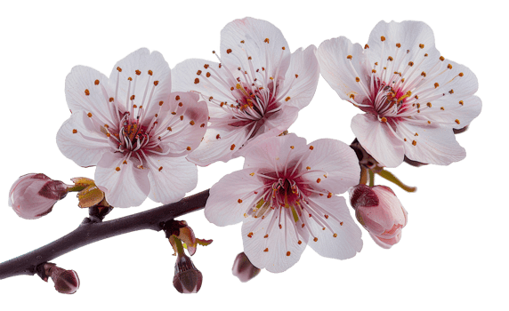 Cherry Blossoms Branch, cut out - stock .. png