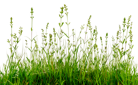 A field of grass with many green plants - stock .. png