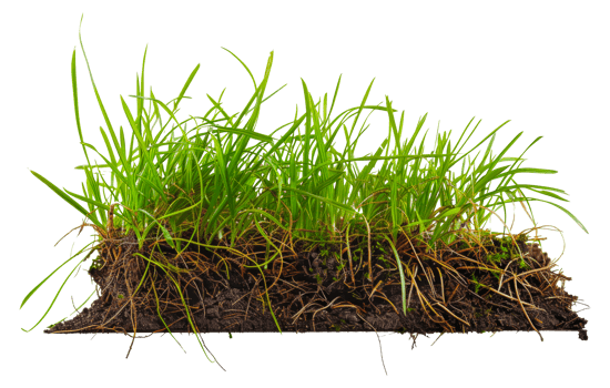 A patch of grass with brown roots and green blades - stock . png