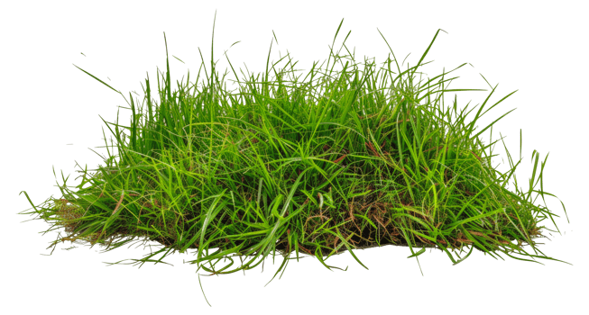 A patch of grass is shown - stock . png