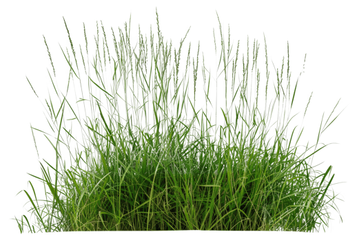 A field of grass is shown - stock .. png