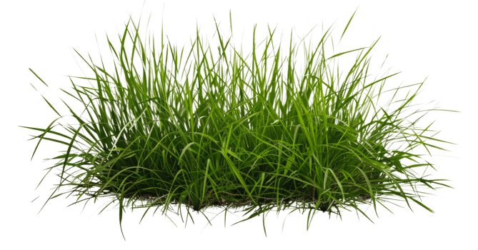 A patch of grass is shown - stock .. png