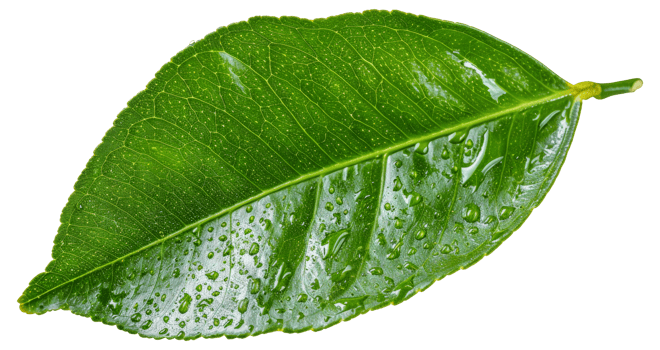 A leaf with water droplets on it - stock .. png