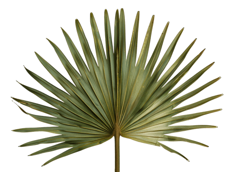 A large green leafy palm tree with a long stem - stock .. png