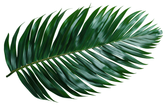 A leafy green leaf with a brown tip - stock .. png