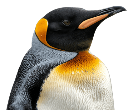 A penguin stands on its hind legs, looking at the camera - stock .. png