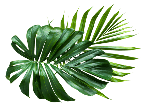 A leafy green leaf with a stem - stock .. png