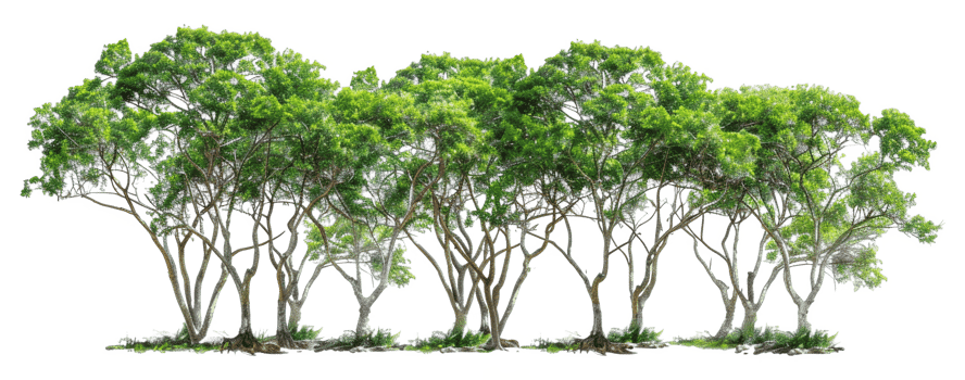 A row of trees with green leaves - stock .. png