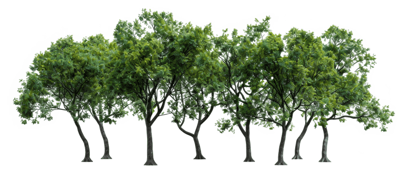 A row of trees are lined up on a white background - stock .. png