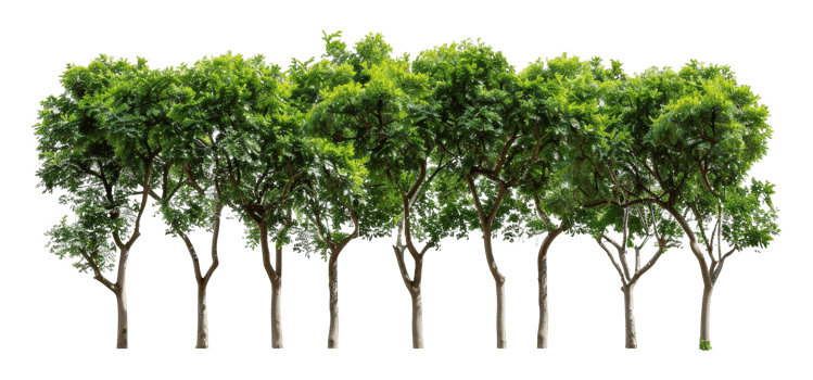 A row of trees are lined - stock .. png