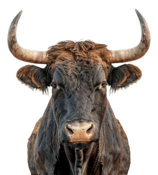 Majestic brown bull with long horns facing forward on transparent background - stock .. png