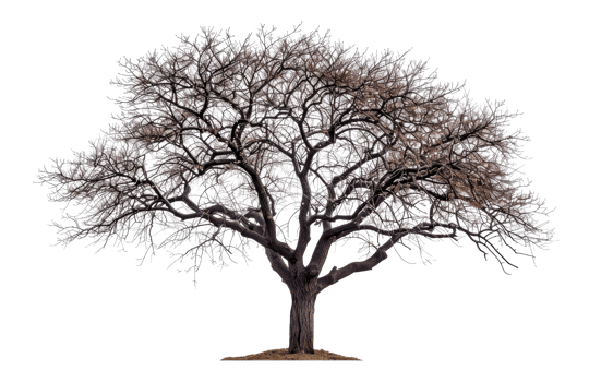 Majestic tree silhouette, cut out - stock .. png